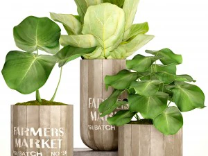 alberi di ficus lyrata Modello 3D