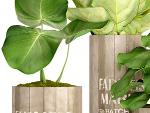 ficus lyrata trees 3D Model