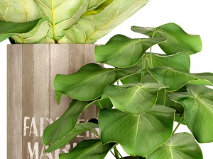 ficus lyrata trees 3D 모델