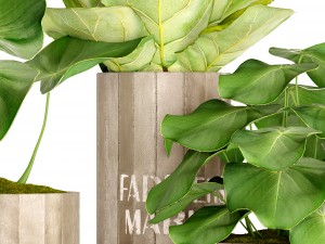 ficus lyrata trees 3D 모델