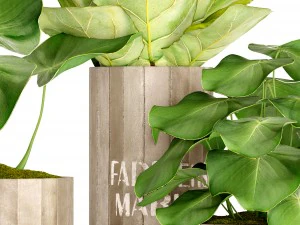 ficus lyrata trees 3D Model