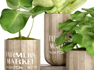 ficus lyrata trees 3D 모델