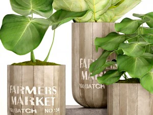 ficus lyrata trees 3D Model
