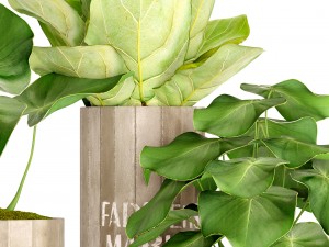 ficus lyrata trees 3D 모델