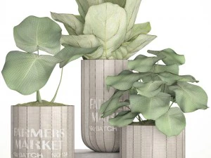 ficus lyrata trees 3D Model