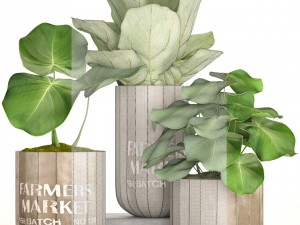 ficus lyrata trees 3D 모델