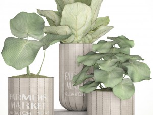 ficus lyrata trees 3D 모델