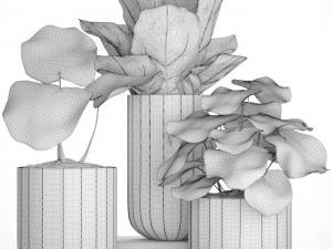 ficus lyrata trees 3D Model