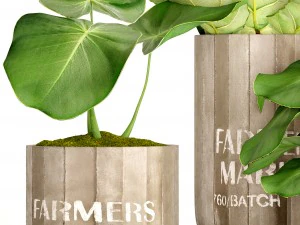 ficus lyrata trees 3D Model