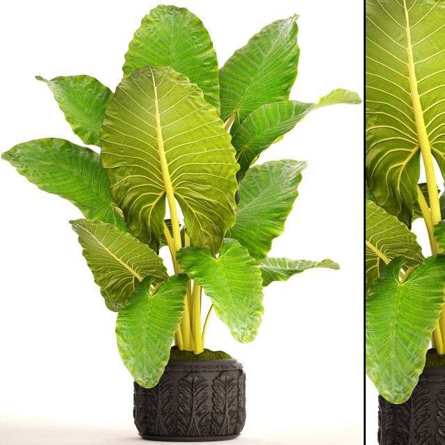 alocasia macrorrhiza Model 3D .c4d .max .obj .3ds .fbx .stl .blend 