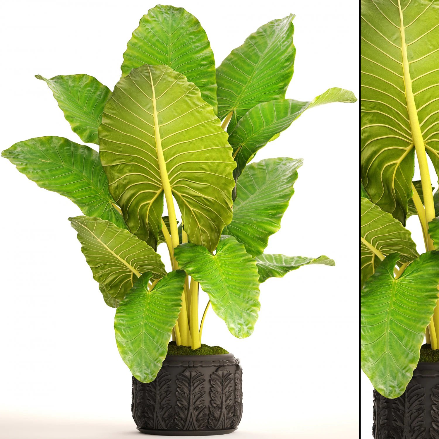 alocasia macrorrhiza 3D Model .c4d .max .obj .3ds .fbx .stl .blend 