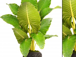 alocasia macrorrhiza 3D Model