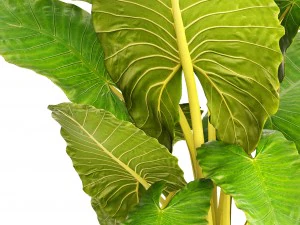alocasia macrorrhiza 3D Model