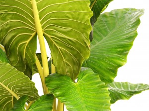 alocasia macrorrhiza Model 3D