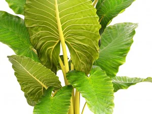 alocasia macrorrhiza 3D Model