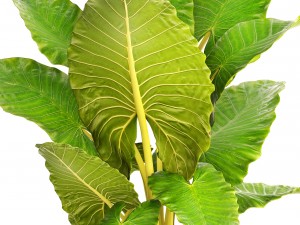 alocasia macrorrhiza Model 3D