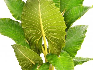 alocasia macrorrhiza 3D Model