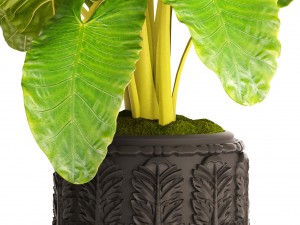alocasia macrorrhiza Model 3D