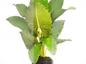alocasia macrorrhiza Model 3D