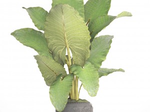 alocasia macrorrhiza Model 3D
