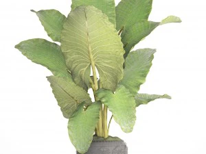 alocasia macrorrhiza 3D Model