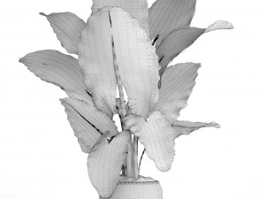 alocasia macrorrhiza 3D Model