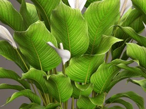 spathiphyllum plant 3D Model