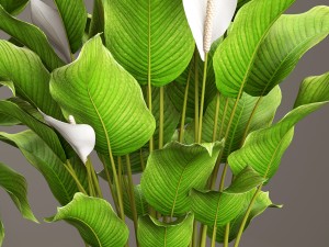 spathiphyllum plant 3D Model