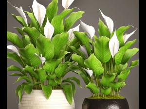 spathiphyllum plant 3D Model