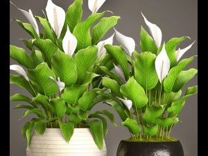 spathiphyllum plant 3D Model