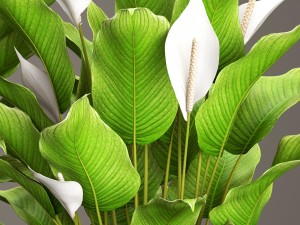 spathiphyllum plant 3D Model