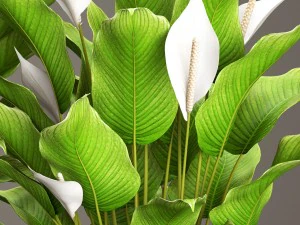 spathiphyllum plant 3D Model
