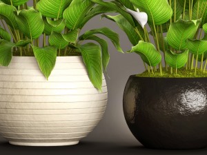 spathiphyllum plant 3D Model