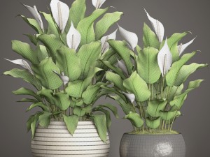 spathiphyllum plant 3D Model