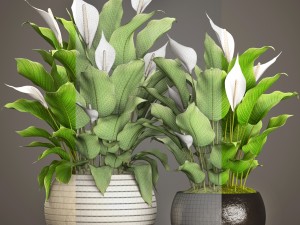 spathiphyllum plant 3D Model