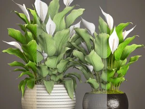 spathiphyllum plant 3D Model
