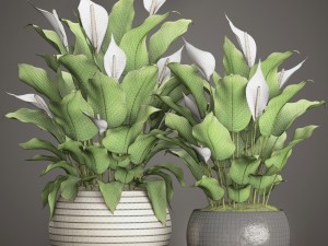 spathiphyllum plant 3D Model