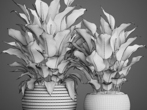 spathiphyllum plant 3D Model