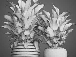 spathiphyllum plant 3D Model