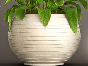 spathiphyllum plant 3D Model