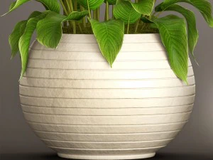 spathiphyllum plant 3D Model