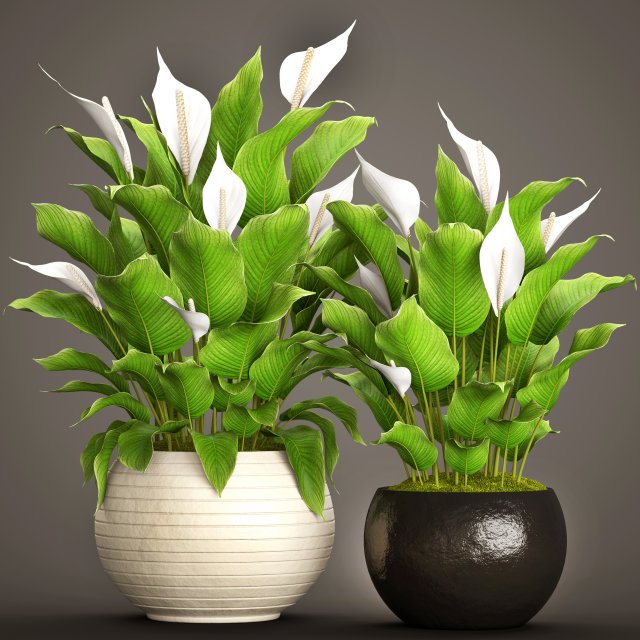 spathiphyllum plant 3D Model .c4d .max .obj .3ds .fbx .stl .blend 