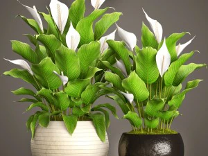 spathiphyllum plant 3D Model