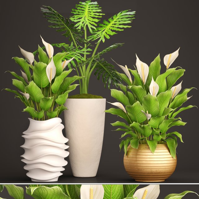 spathiphyllum plant 3D मॉडल .c4d .max .obj .3ds .fbx .stl .blend 