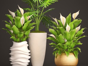 spathiphyllum plant 3D मॉडल