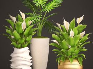 spathiphyllum plant 3D मॉडल