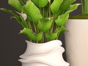 spathiphyllum plant 3D मॉडल