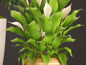 spathiphyllum plant 3D मॉडल