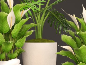 spathiphyllum plant 3D मॉडल