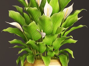 spathiphyllum plant 3D मॉडल